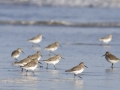 Dunlin