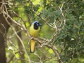 Green Jay