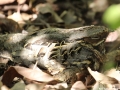 Common Pauraque