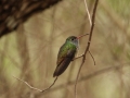 Buff-bellied Hummingbird