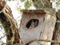 "MaCall's" Eastern Screech-Owl