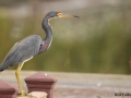 Tricolored Heron