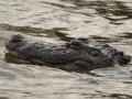 American Alligator