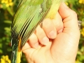 Green Jay