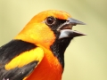 Altamira Oriole