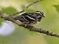 Black-and-White Warbler