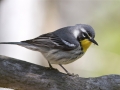 Yellow-throated Warbler