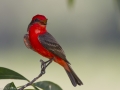 Vermilion Flycatcher