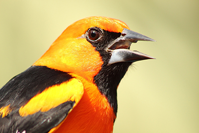 Altamira Oriole