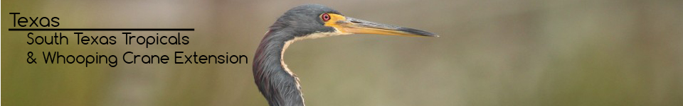 Texas: South Texas Tropicals & Whooping Crane Extension 
