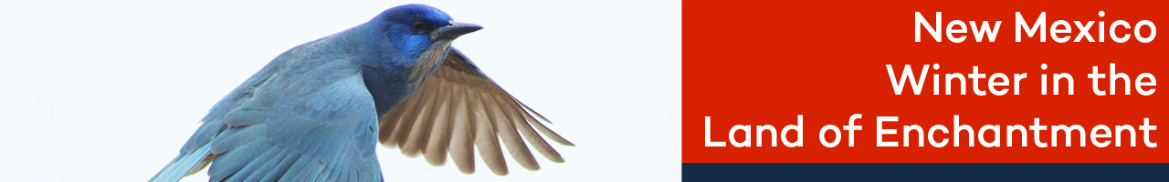 Painted Redstart