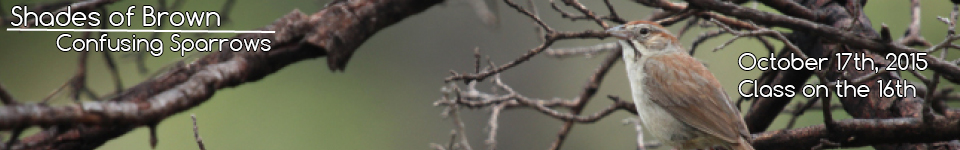Clay-colored Thrush