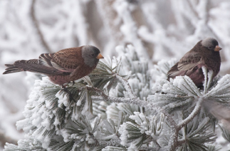 Gray-crowned Black Rosy-Finch