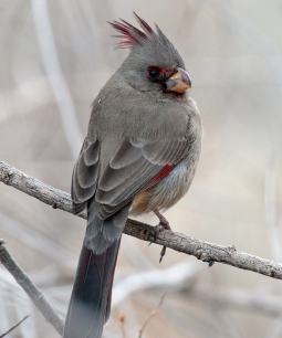 Pyrrhuloxia