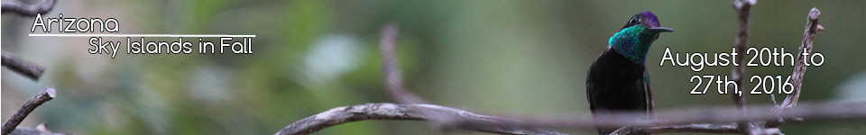 Vesper Sparrow