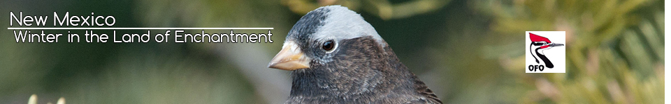Semiplumbeous Hawk