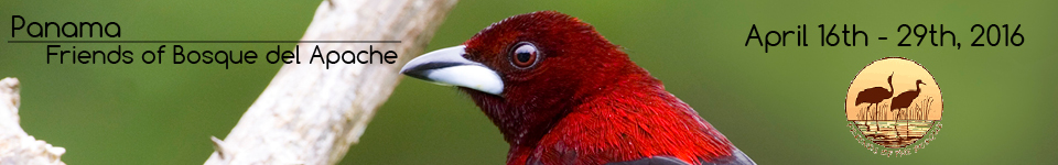Collared Aracari 