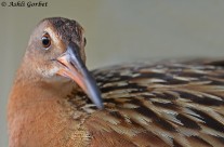Kersten - Banner